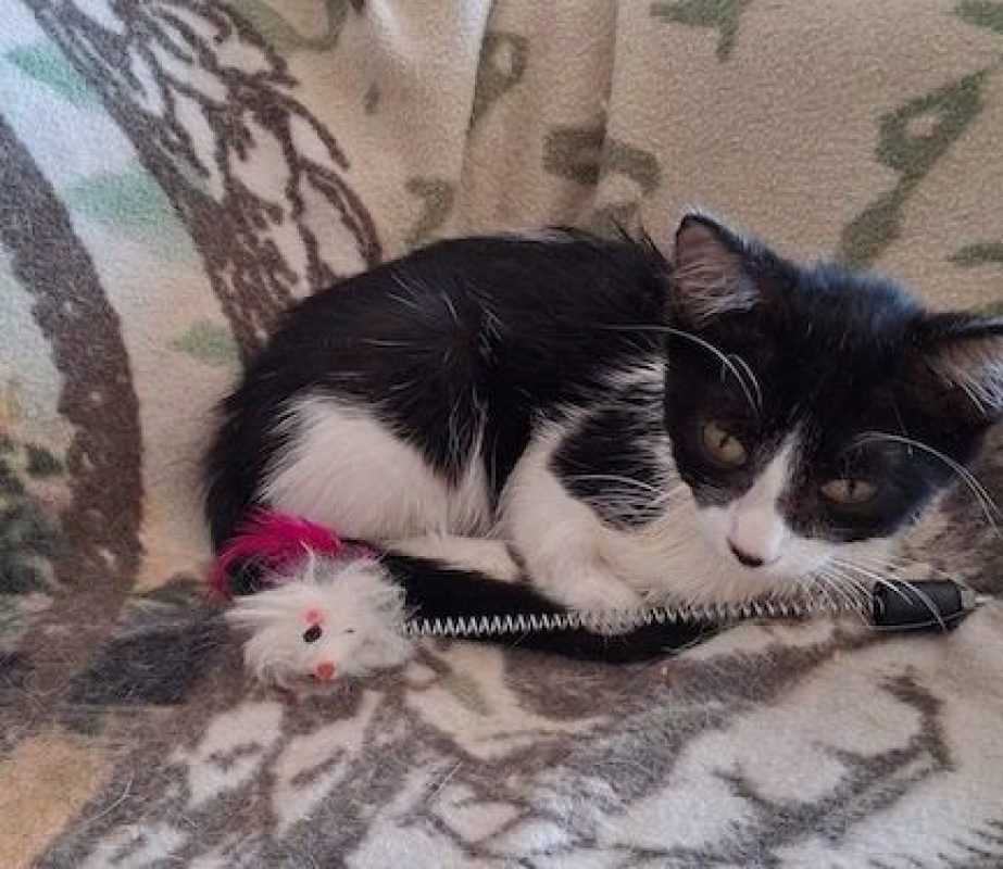 KARELLE - Chat à adopter - photo 7