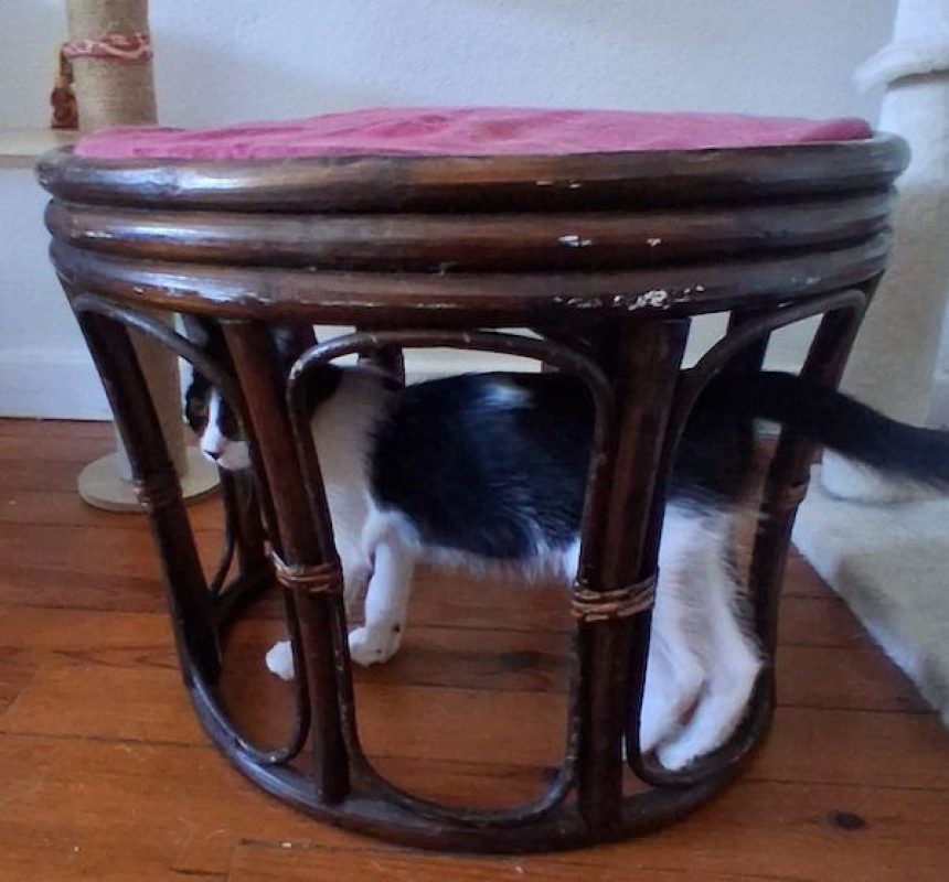 KARELLE - Chat à adopter - photo 4