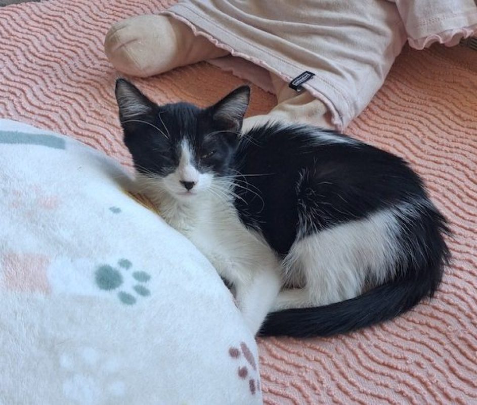 KARELLE - Chat à adopter - photo 6