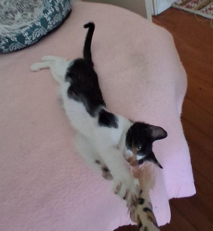KARELLE - Chat à adopter - photo 5