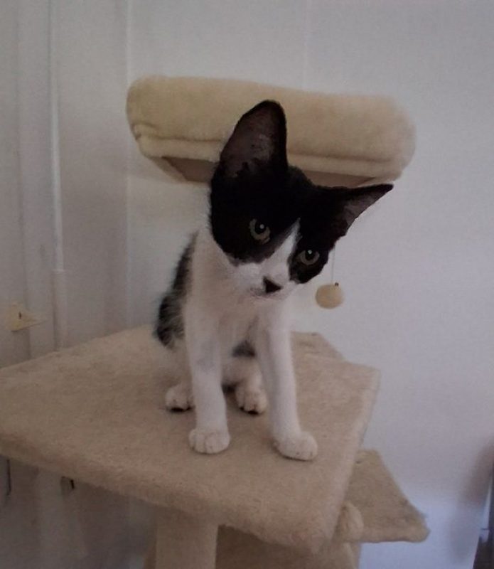 KARELLE - Chat à adopter