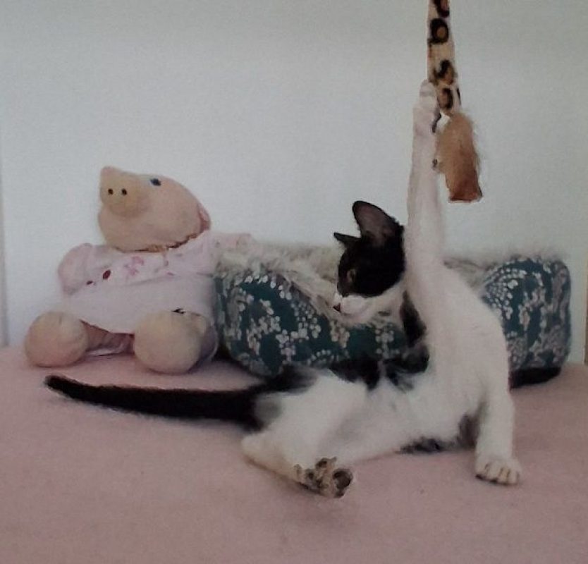 KARELLE - Chat à adopter - photo 2