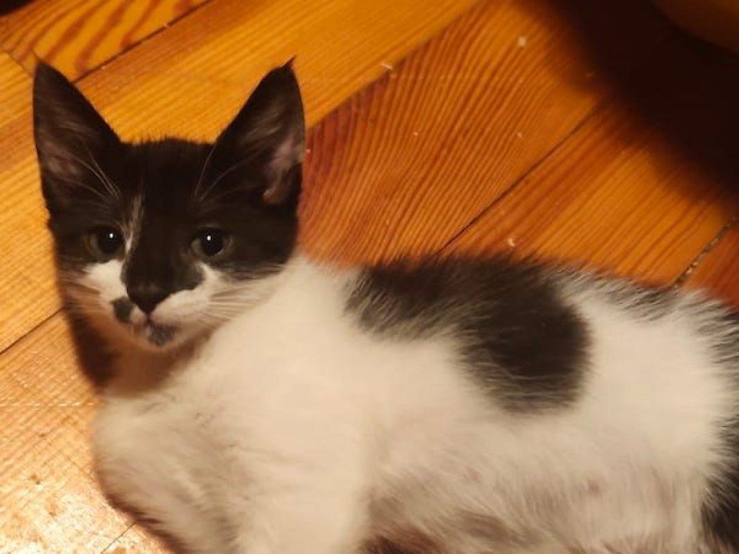 KIDA - Chat à adopter