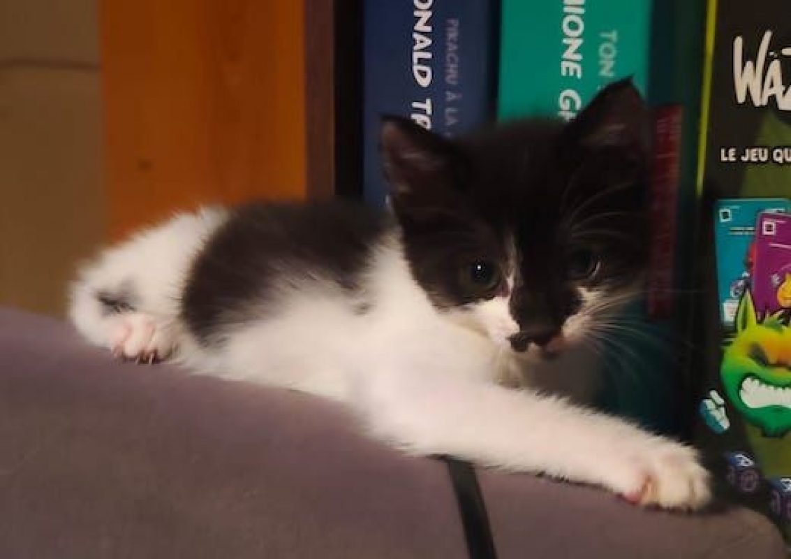 KIDA - Chat à adopter - photo 2