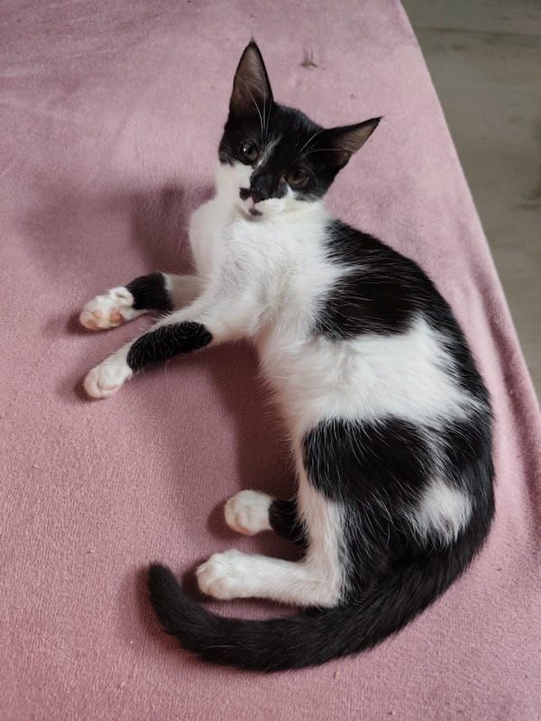 KIDA - Chat à adopter - photo 4