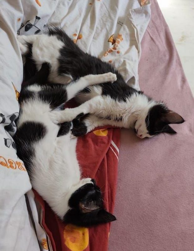 KIDA - Chat à adopter - photo 5
