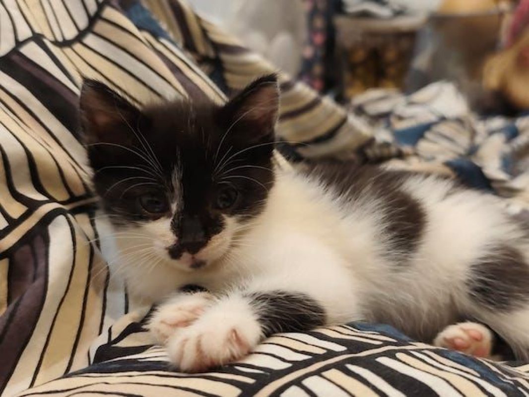 KIDA - Chat à adopter - photo 3