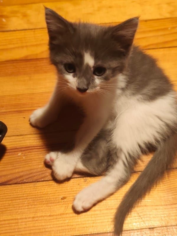KODA - Chat à adopter