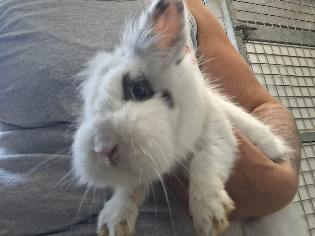 Aneth - Rongeur Lapin à adopter