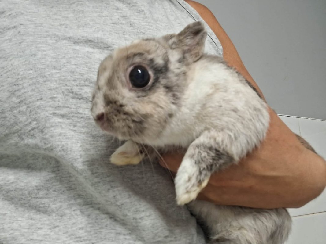 Fenouil - Rongeur Lapin à adopter