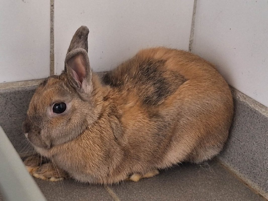 Framboise - Rongeur Lapin à adopter
