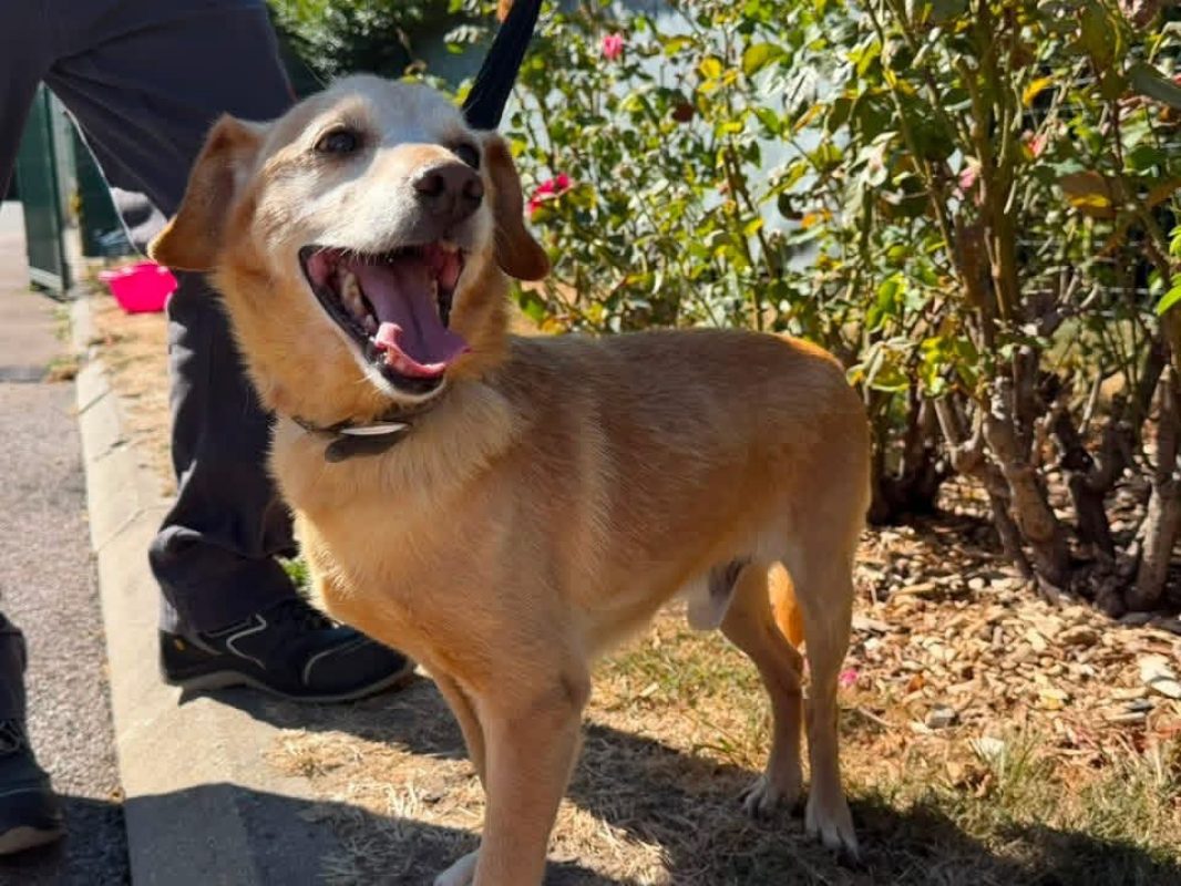 Voyou - Chien à adopter