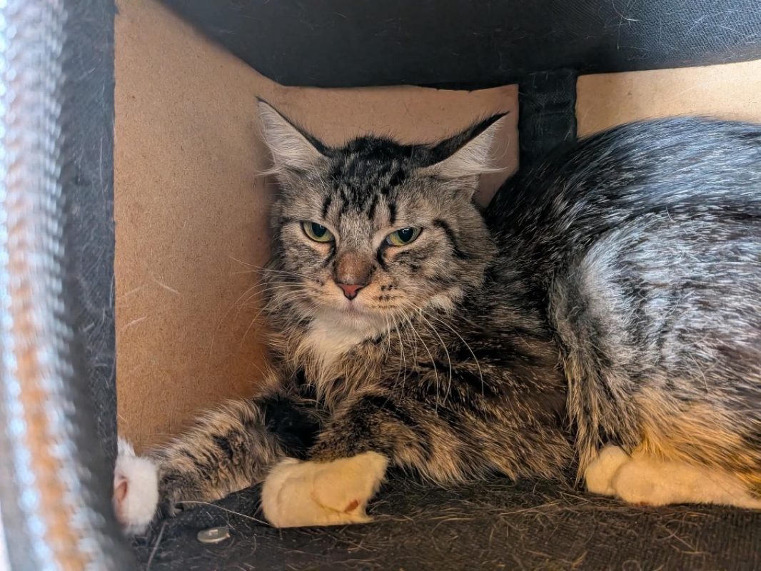Marry - Chat Européen à adopter