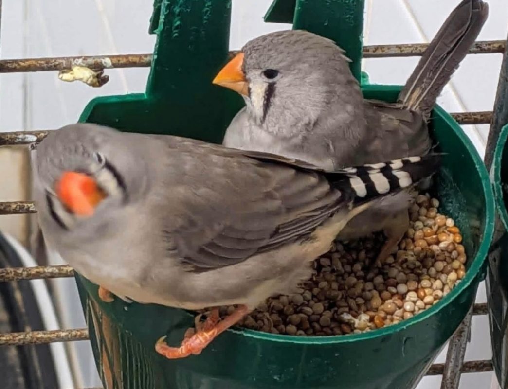 Mandarins - Oiseau à adopter