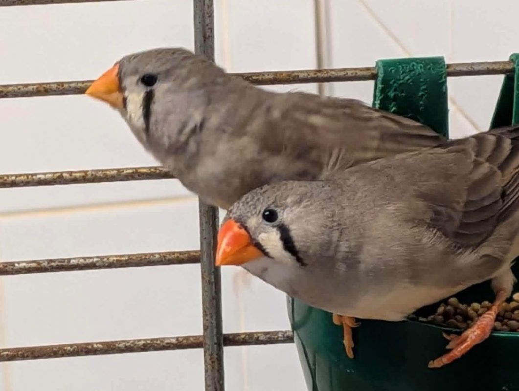 Mandarins - Oiseau à adopter - photo 2