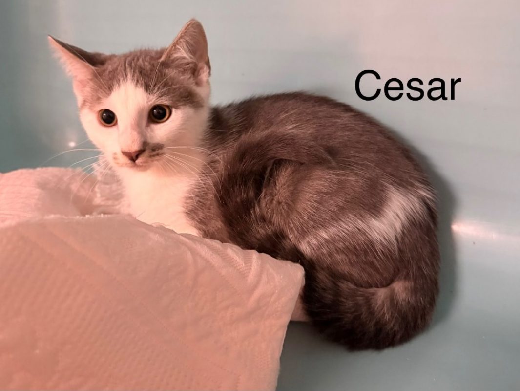 Cezar - Chat Européen à adopter