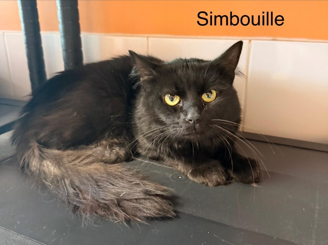 Simbouille - Chat Européen à adopter