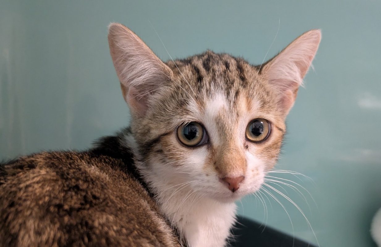 Natoo - Chat Européen à adopter