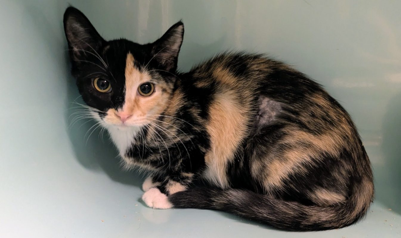 Cocotte - Chat Européen à adopter