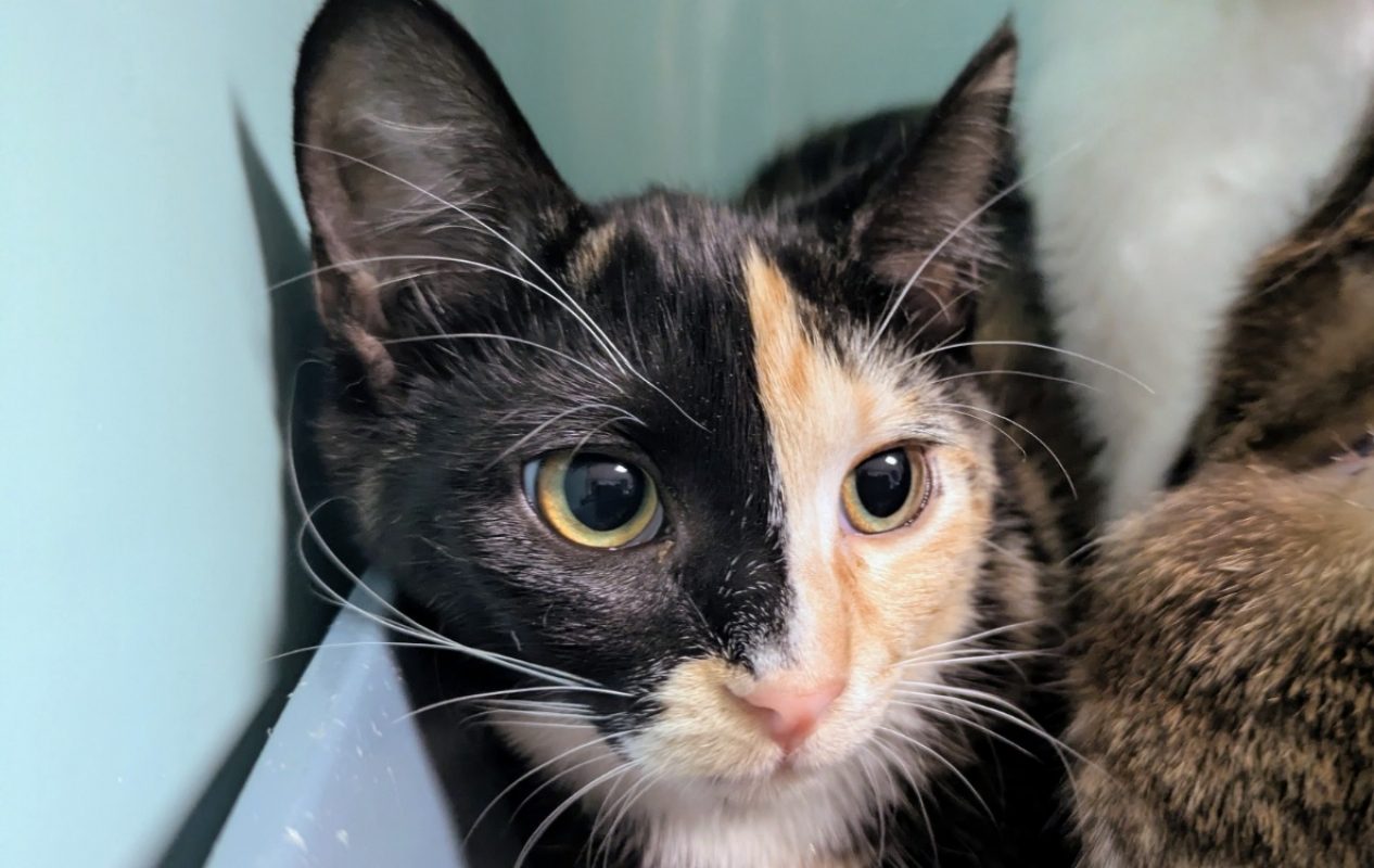 Cocotte - Chat Européen à adopter - photo 2