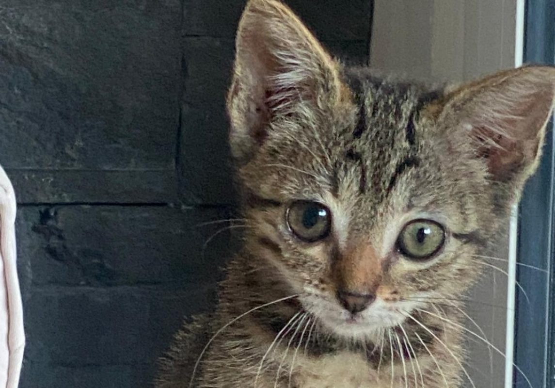 Opale - Chat Européen à adopter