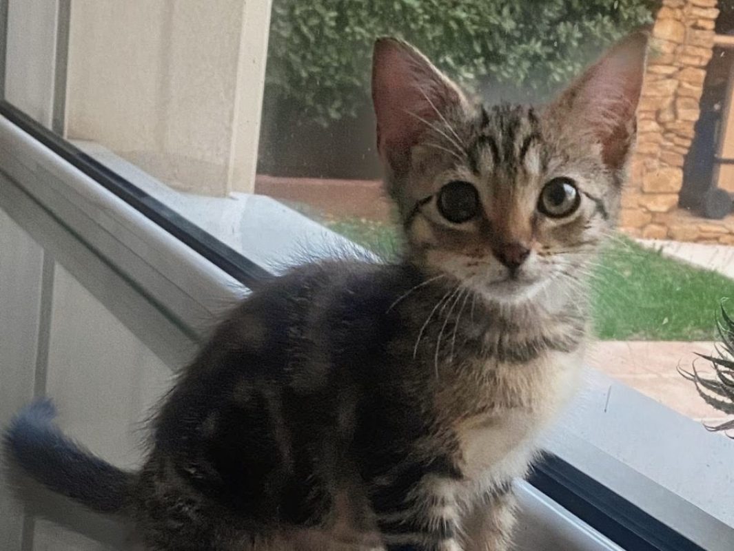 Opale - Chat Européen à adopter - photo 2