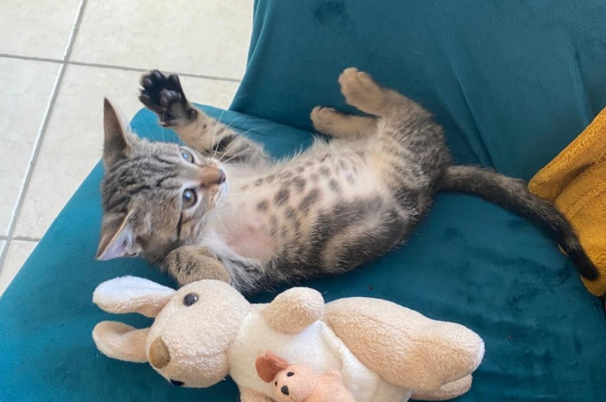 Opale - Chat Européen à adopter - photo 3