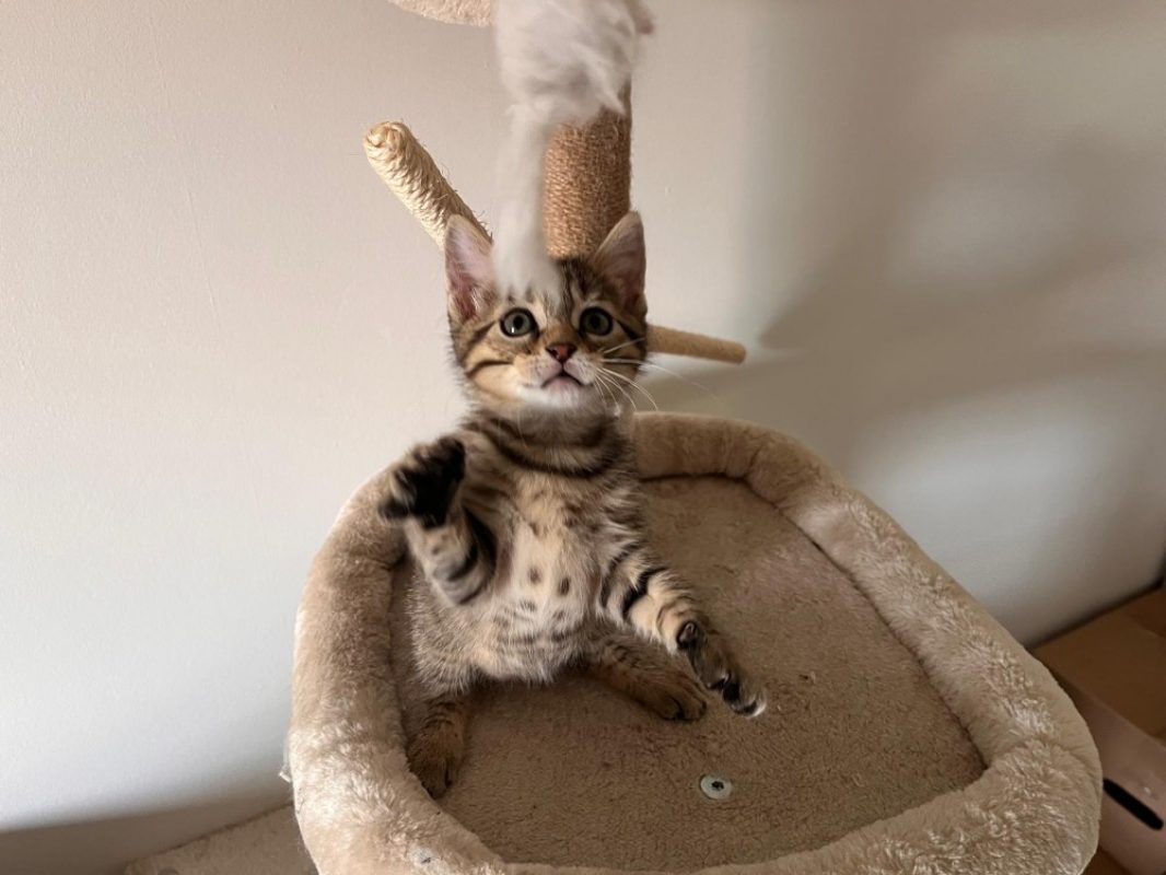 Nori - Chat Européen à adopter