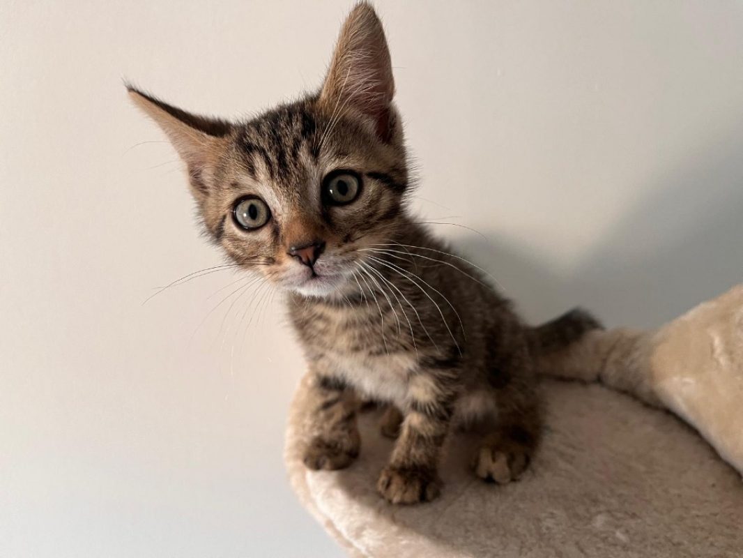 Nori - Chat Européen à adopter - photo 2