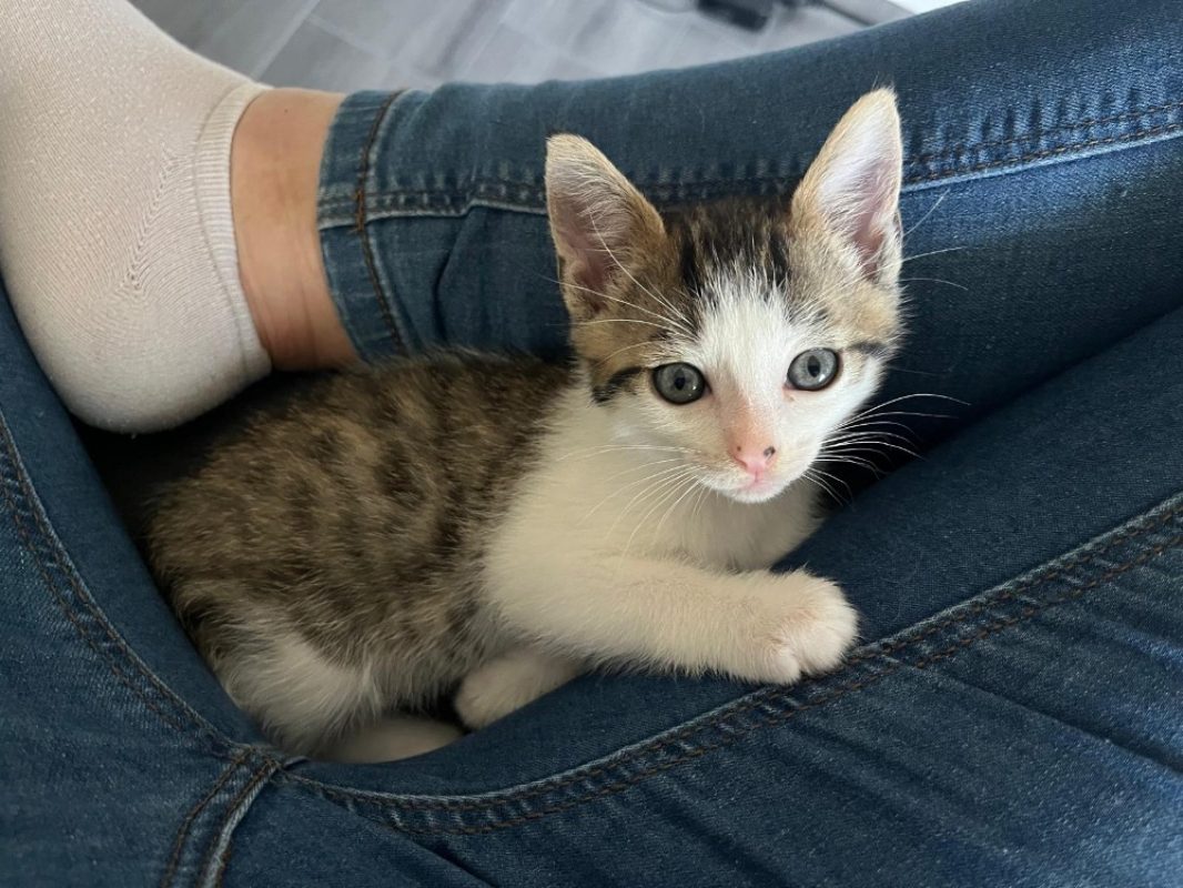 Lumi - Chat à adopter