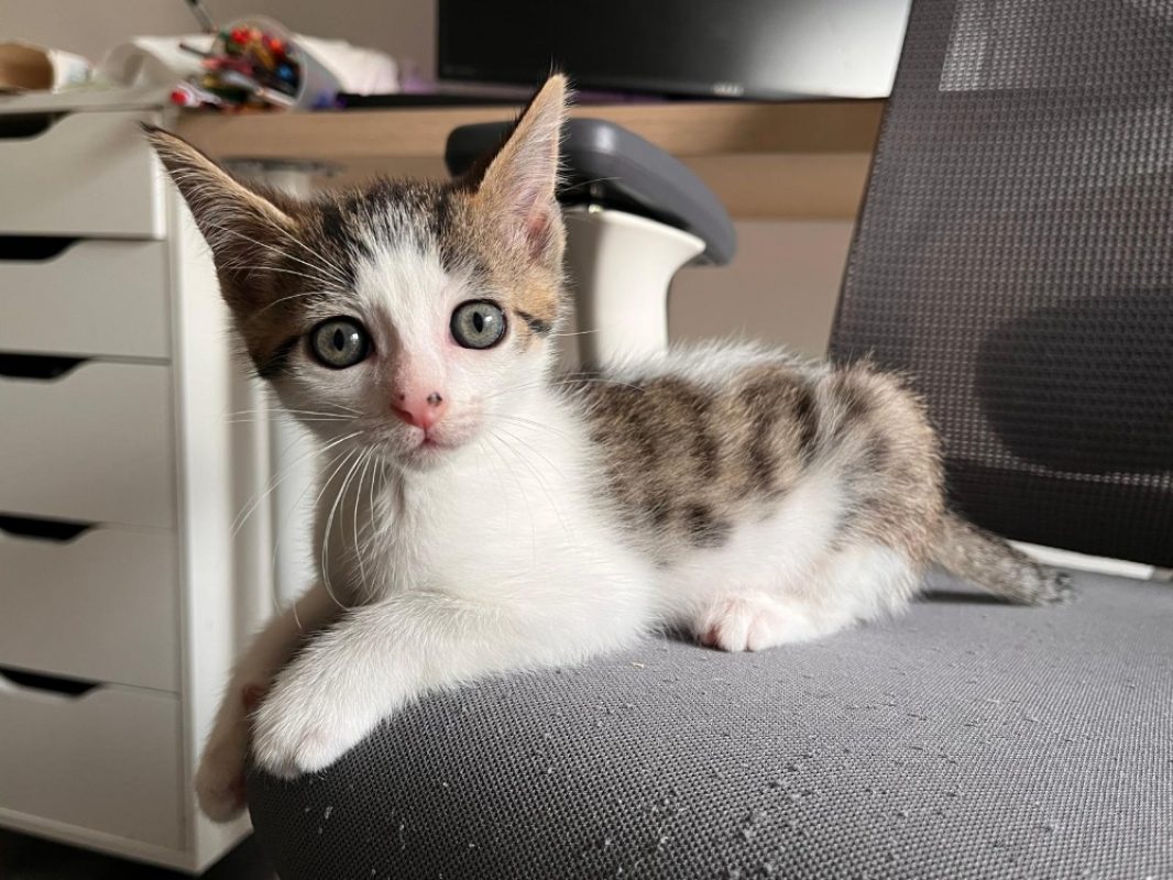 Lumi - Chat à adopter - photo 2