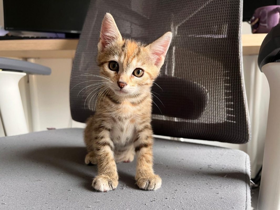 Moka - Chat Européen à adopter