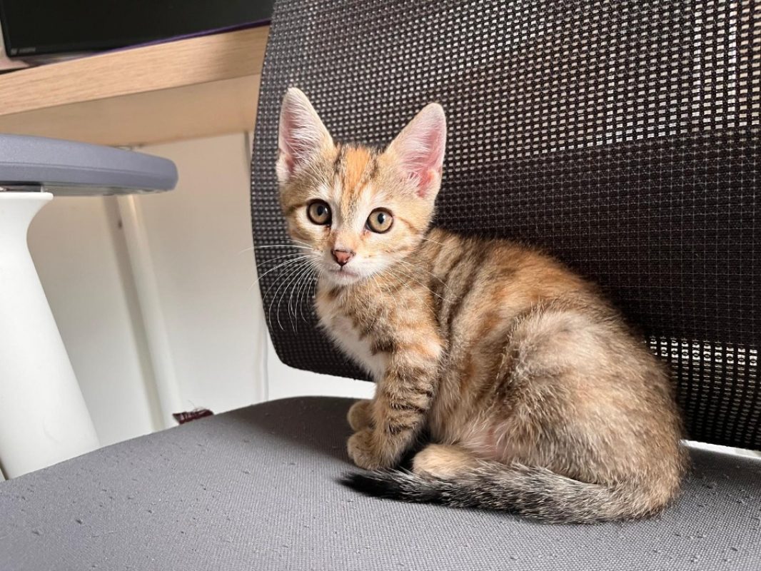 Moka - Chat Européen à adopter - photo 2