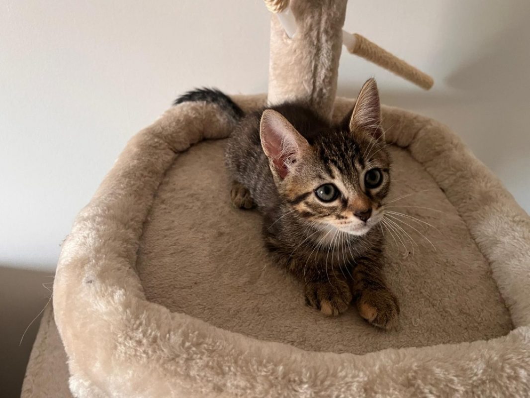 Miso - Chat Européen à adopter
