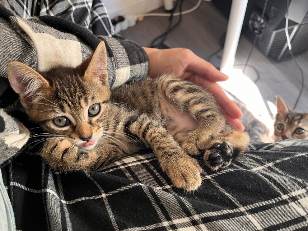 Miso - Chat Européen à adopter - photo 2