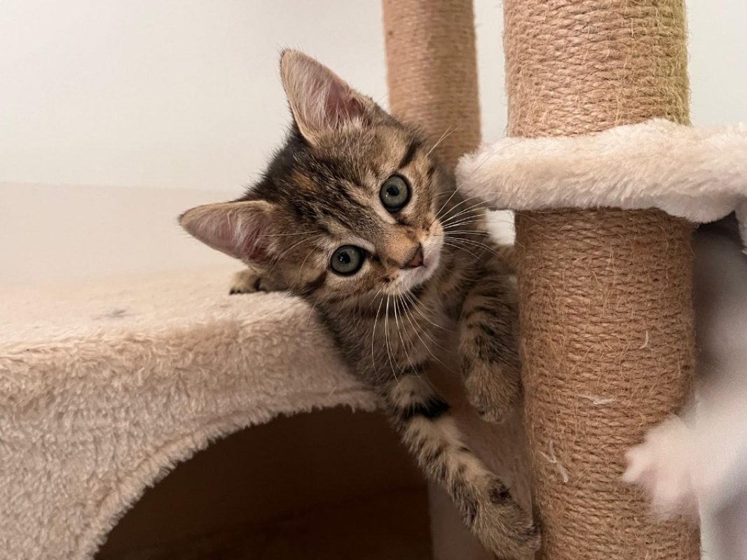 Sora - Chat Européen à adopter - photo 2