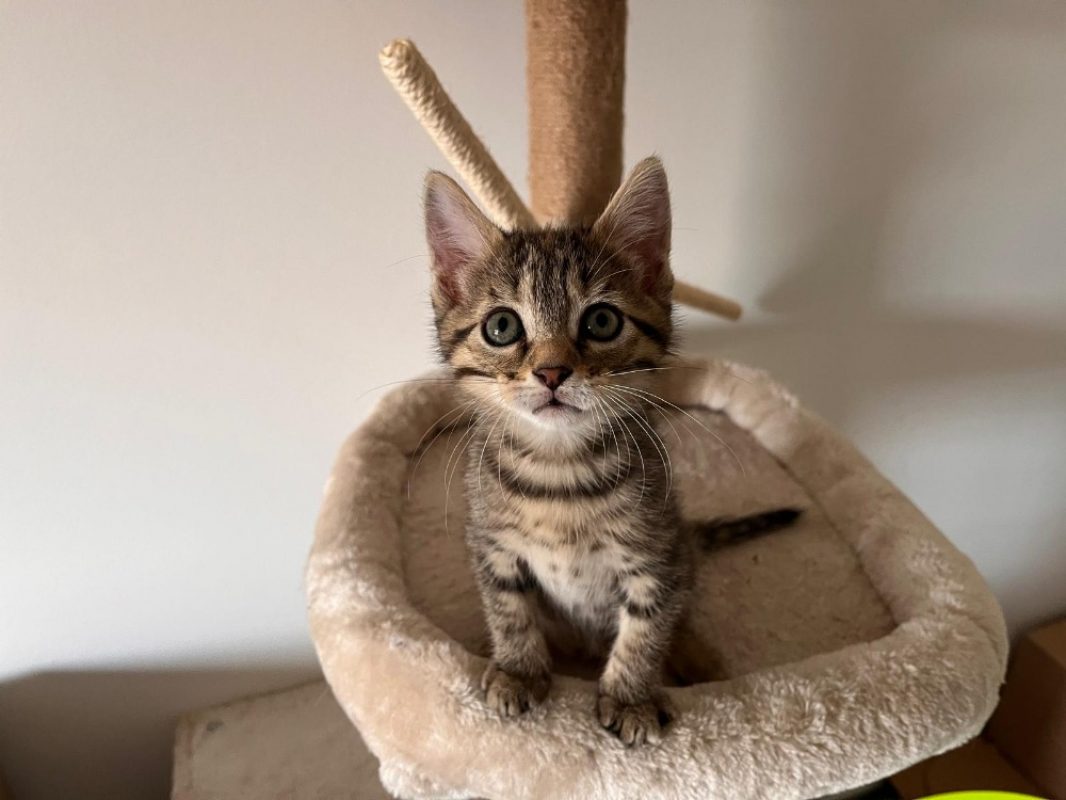 Sora - Chat Européen à adopter