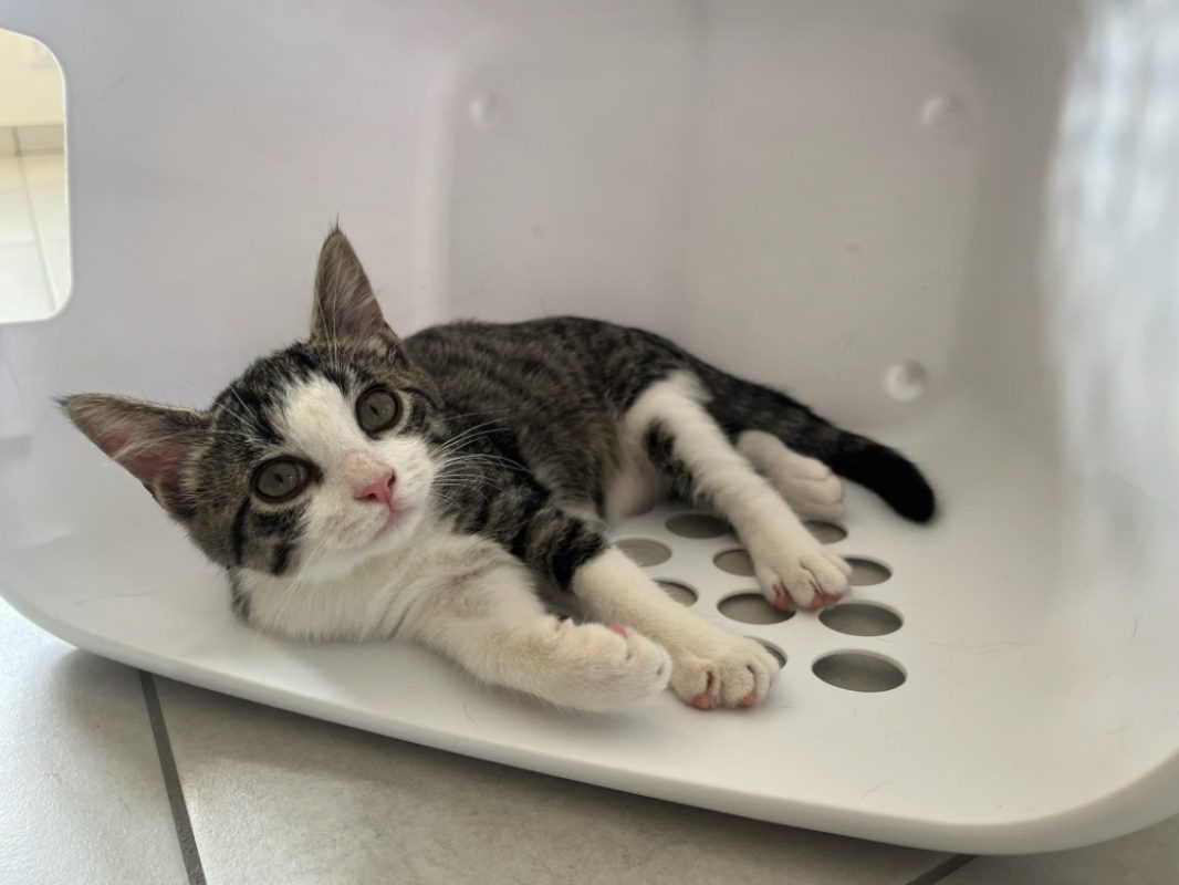 Arturette - Chat Européen à adopter