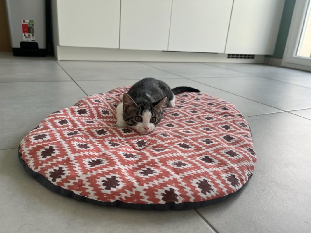 Arturette - Chat Européen à adopter - photo 2