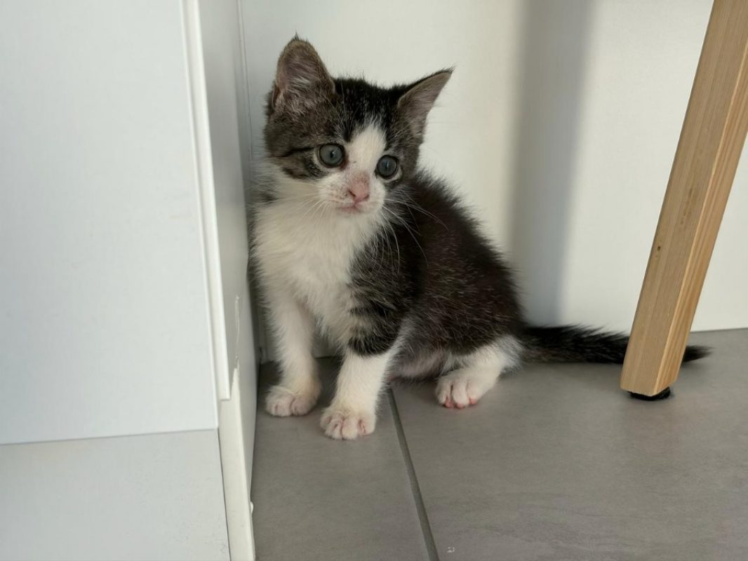 Arturette - Chat Européen à adopter - photo 4