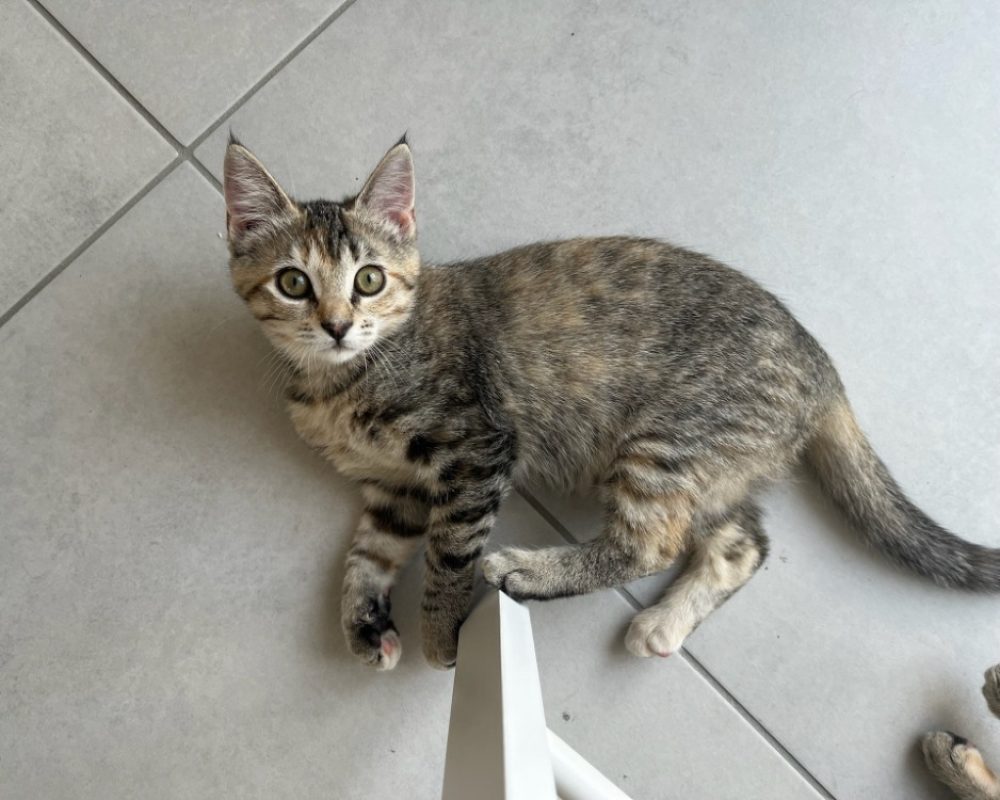 Samba - Chat Européen à adopter