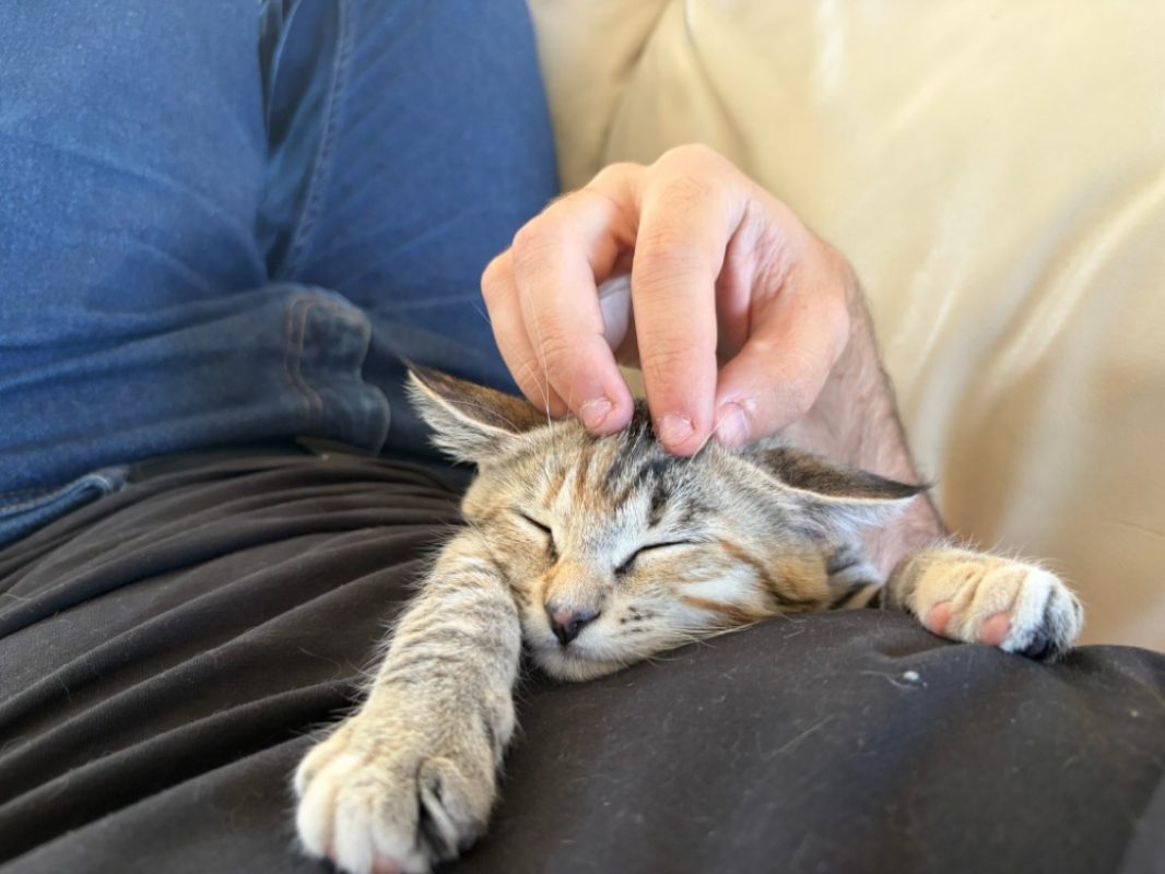 Samba - Chat Européen à adopter - photo 2