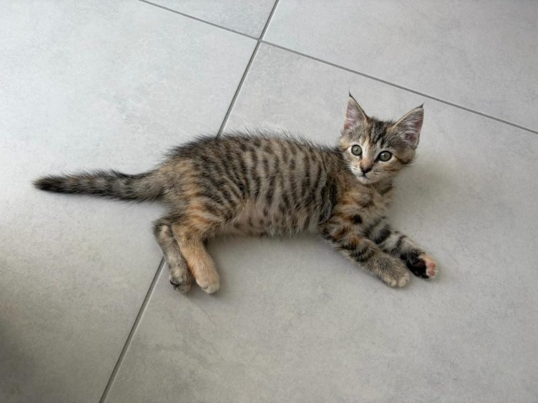 Samba - Chat Européen à adopter - photo 3