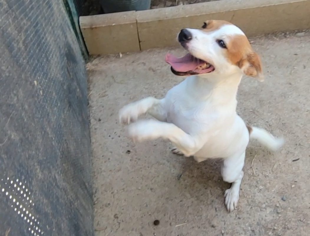 Rocky - Chien à adopter