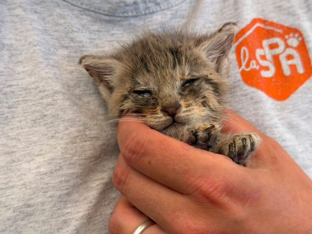 Rikiki - Chat Européen à adopter