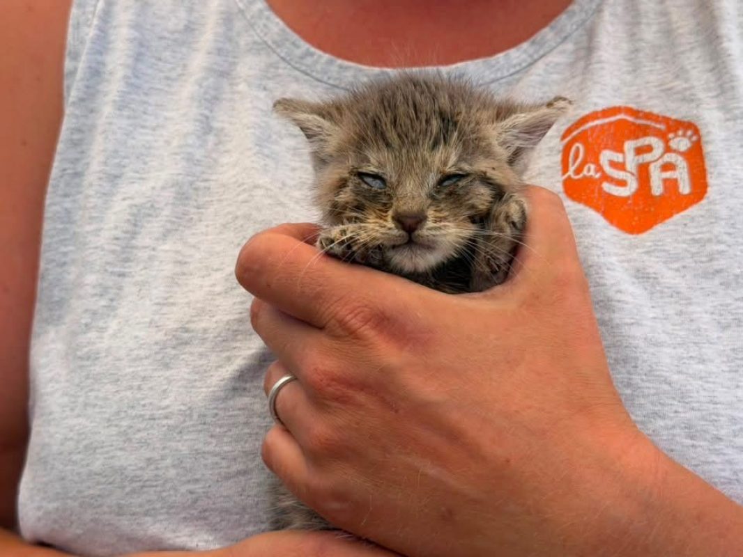 Rikiki - Chat Européen à adopter - photo 2