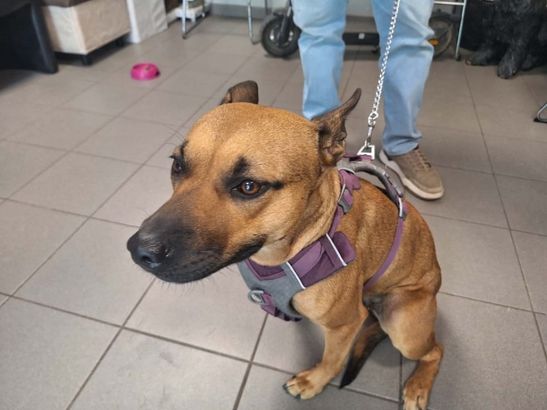 Ruby - Chien à adopter