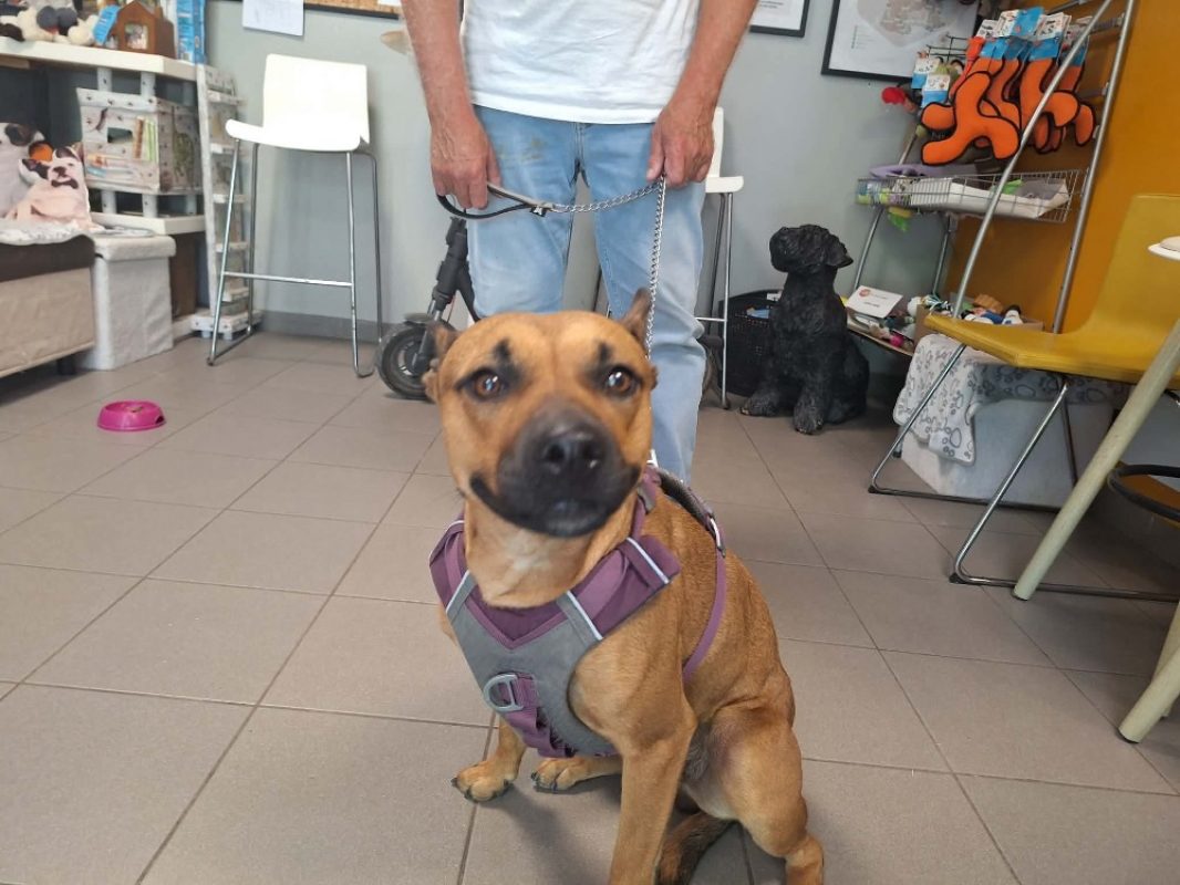 Ruby - Chien à adopter - photo 2