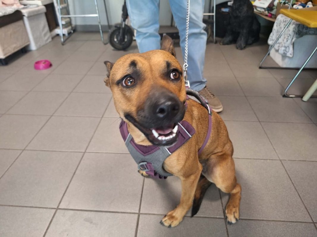 Ruby - Chien à adopter - photo 3