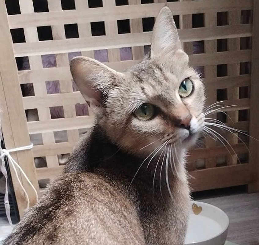 Photo #1 de Moumoute